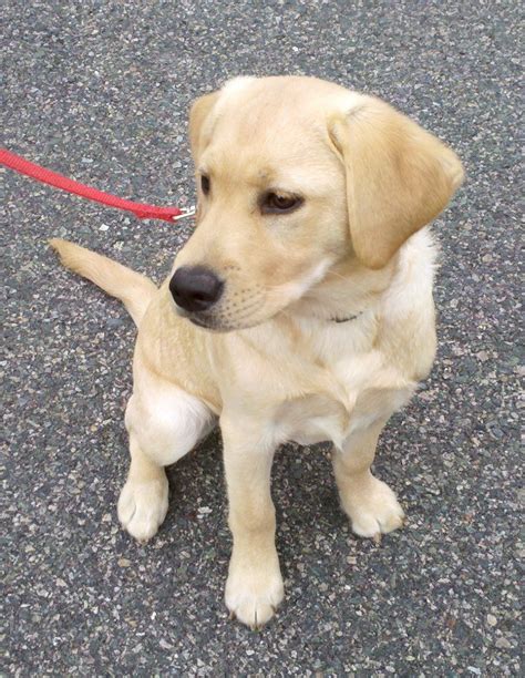 Zen Dog Training Blog: Stella the Yellow Lab.