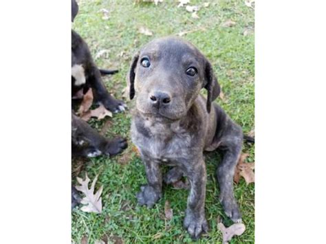 Mountain Cur puppies for adoption the week before Christmas Salem - Puppies for Sale Near Me