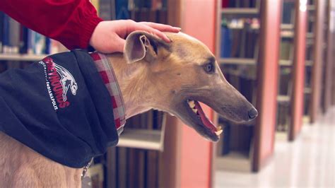 UIndy Mascot: Grady the greyhound, former race dog turned mascot