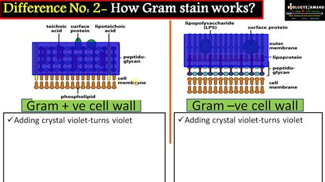 Difference between cell wall of Gram Positive and Gram Negative Bacteria - YouTube