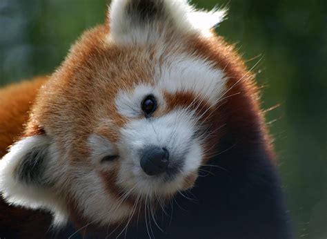 Do not disturb: Nepal closes a national park to give mating red pandas ...