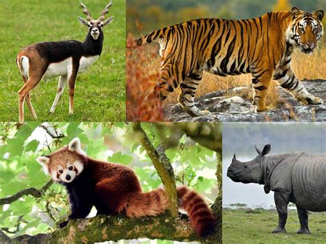 7 Endangered Animals In India That Need To Be Protected