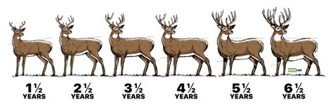 Deer Science, what’s changing my antlers and why are they important to you? | Biomechanics in ...