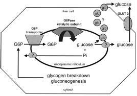 3 The glucose-6-phosphatase complex | Download Scientific Diagram