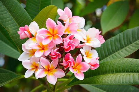 SCENT TREND: FRANGIPANI FLOWER • Dave Lackie