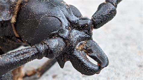 Close Up of a Palo Verde Beetle`s Head Stock Image - Image of palo, beetles: 233898547