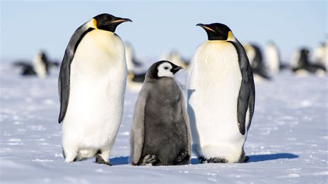 Wallpaper ID: 1326469 / animals in the wild, vertebrate, emperor, penguins, no people, adults ...