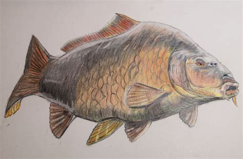 pencil drawing common carp | Drawings, Common carp, Pencil drawings