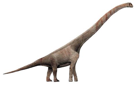 Sauroposeidon proteles - Sauroposeidon - Wikipedia | Dinosaurus