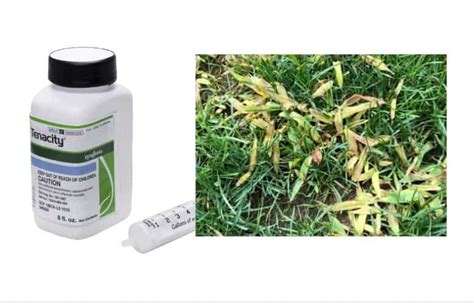 10 Best Crabgrass Killers & Preventers THAT WORK - 2020 Reviews | CG Lawn