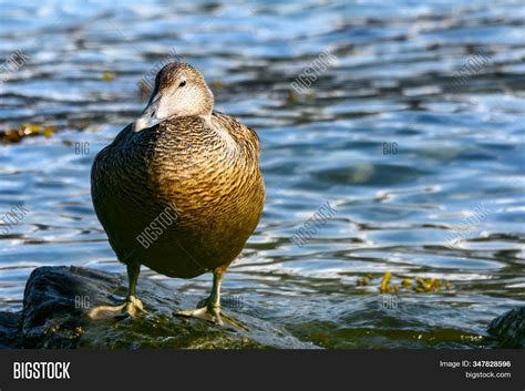 Common Eider Duck - Image & Photo (Free Trial) | Bigstock