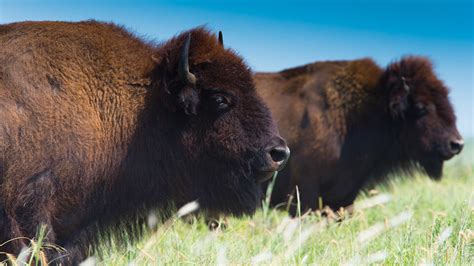 Temperature, drought influencing movement of Plains bison | IANR News