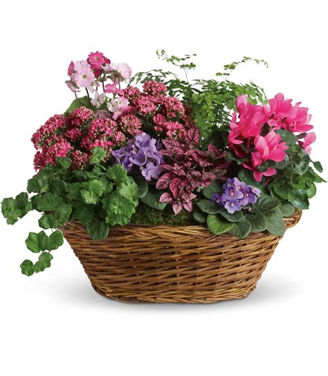 Simply Chic Mixed Plant Basket in Phoenix, AZ | Arcadia Flowers & Gifts