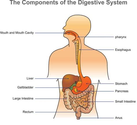 Fecal Impaction: How To Come Unstuck From an Impacted Bowel | Diet vs ...