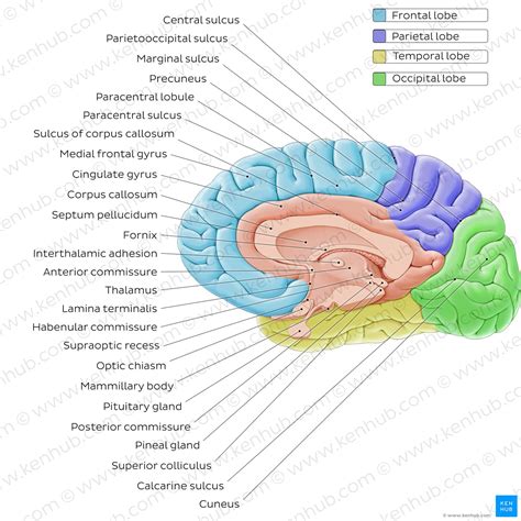 Midsagittal Section Of The Brain Anatomy Kenhub – NBKomputer