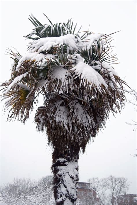 Winter Protection For Palms - How To Wrap Palm Trees For Winter ...