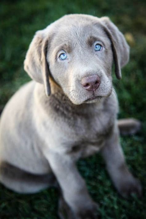 Pin by Haustier Notfallkarte - Hunde: on Labrador | Lab puppies, Puppies, Dog breeds