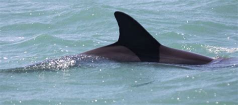 12 Different Dolphin Dorsal Fins - Clearwater Marine Aquarium