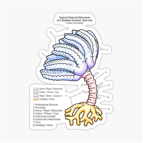 "Fossil Crinoid Anatomy Diagram" Sticker for Sale by taylorcustom ...