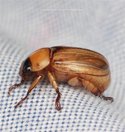 Yellowish brown Beetle ~ Weird and wonderful news library