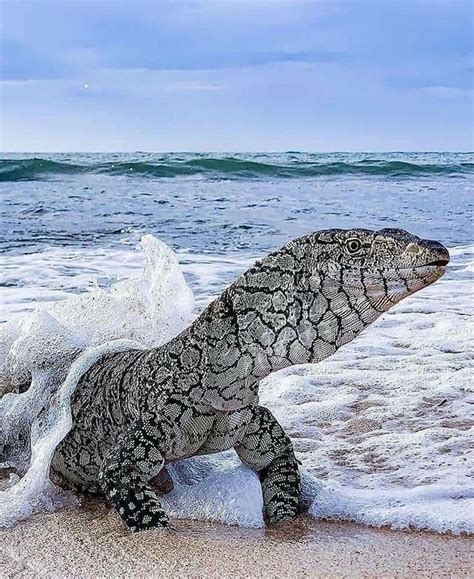 Pin by JL Arte Natural on N A T U R A | Monitor lizard, Lizard, Big lizard