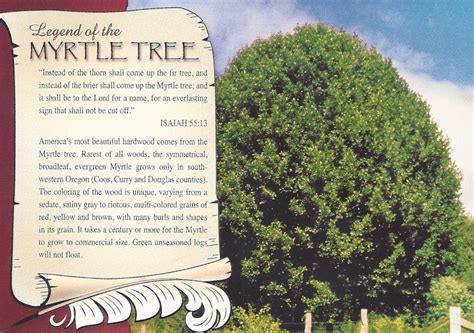 myrtle tree bible meaning - Vernie Redd