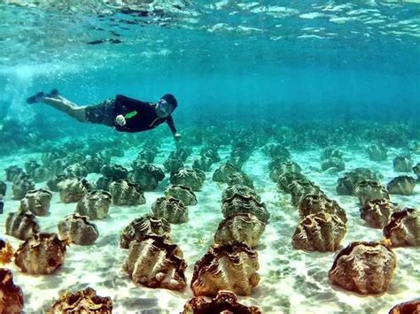 Giant Clam Sanctuary - Camiguin Island Diving | Diving, Dive resort, Island