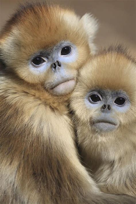 Golden Snub-nosed Monkeys by Cyril Ruoso | Baby animals funny, Baby animals, Animals beautiful