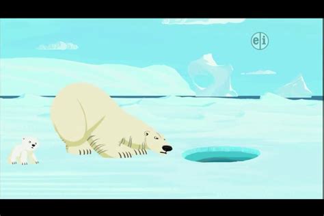 Polar Bear/Ursus Maritimus | Polar bear, Polar, Wild kratts