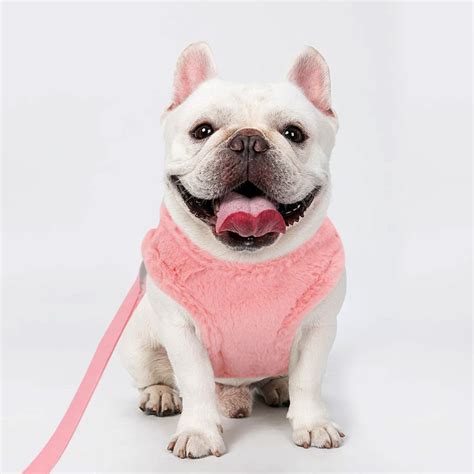 White French bulldog sitting and wearing furry pink harness and a leash ...