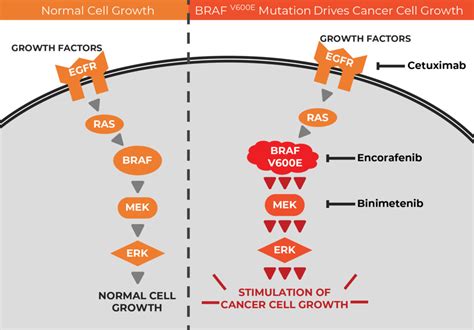 Targeted Drug Trio for Colorectal Cancer with BRAF Mutations - NCI