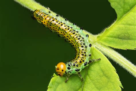 Sawfly larvae - Insect Week