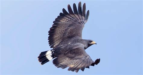 Common Black Hawk Identification, All About Birds, Cornell Lab of Ornithology