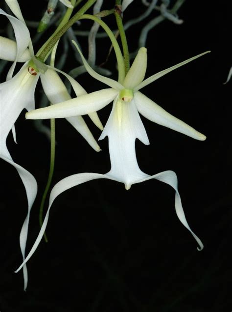 some white flowers are blooming in the dark