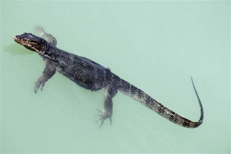 Lizard Swimming On The Sea Free Stock Photo - Public Domain Pictures