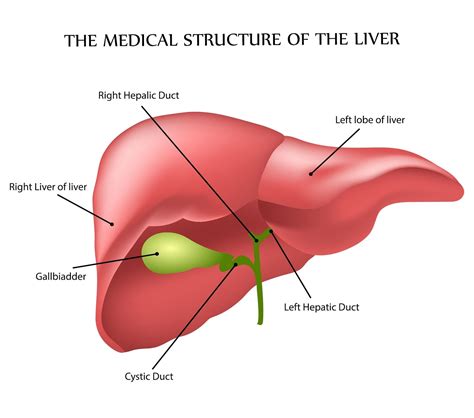 Anatomy and Function of the Liver - Solution Parmacy