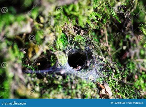 Wolf Spider Nest in Limestone Stock Photo - Image of nest, shots: 163876500