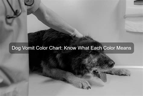 Dog Vomit Color Chart: Know What Each Color Means