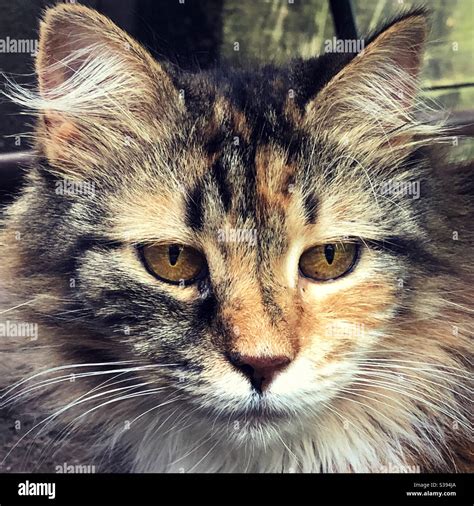 Torbie cat closeup Stock Photo - Alamy