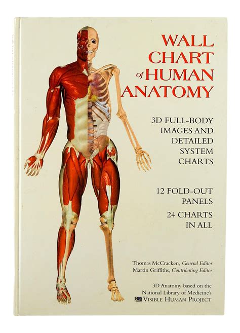 Human Bone Anatomy Chart - Maxi Poster Chartex El Esqueleto Humano con Ofertas en ... / The ...