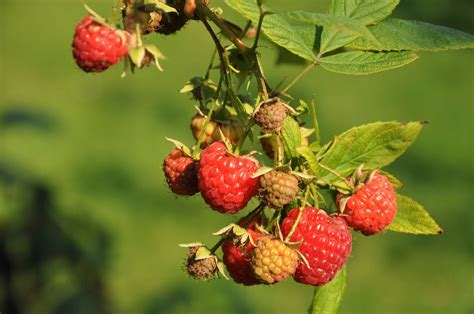 How to Identify Common Wild Berries - Farmers' Almanac