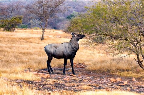 Premium Photo | Blue bull in nature