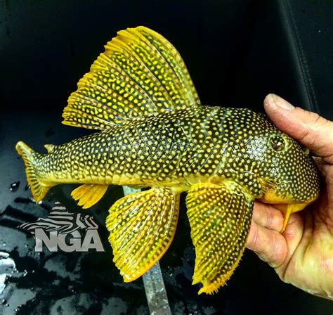 Here's a little bit of sunshine, a L14 Sunshine/Goldie Pleco. 15-16 inches. : r/Aquariums