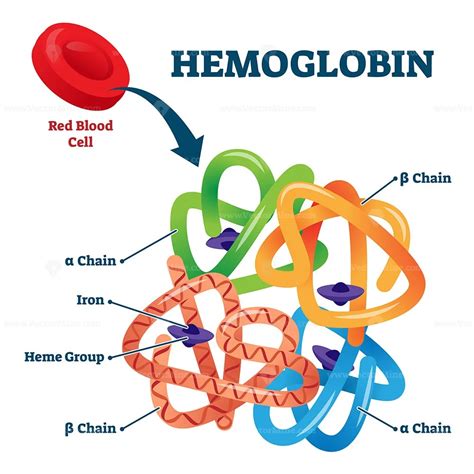 Hemoglobin in red blood cells as oxygen transport metalloprotein scheme - VectorMine