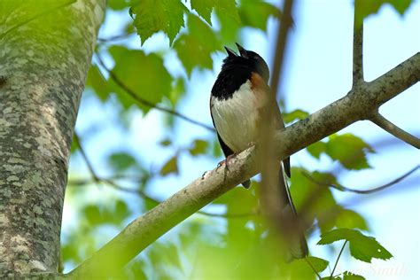 Eastern Towhee male singing copyright Kim Smith – Good Morning Gloucester