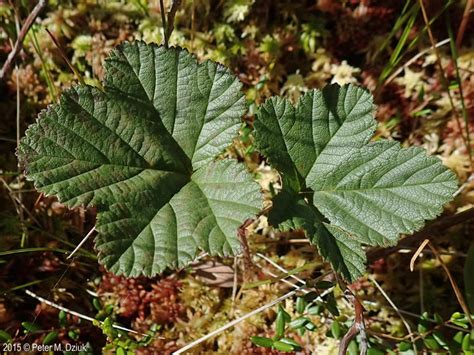 Rubus chamaemorus (Cloudberry): Minnesota Wildflowers