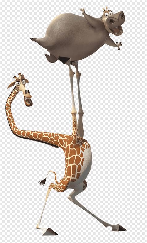 Giraffa del Madagascar e ippopotamo personaggi, Melman Gloria Alex ...