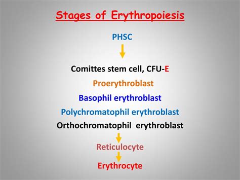 PPT - Erythropoiesis PowerPoint Presentation, free download - ID:6156029