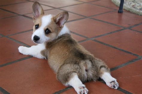 Why Do Corgis Sploot? (Everything You Need to Know) | Corgi Adoption