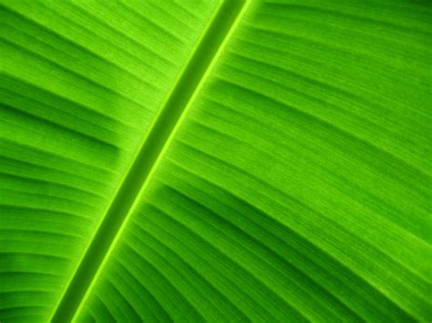 Banana leaf Free Photo Download | FreeImages